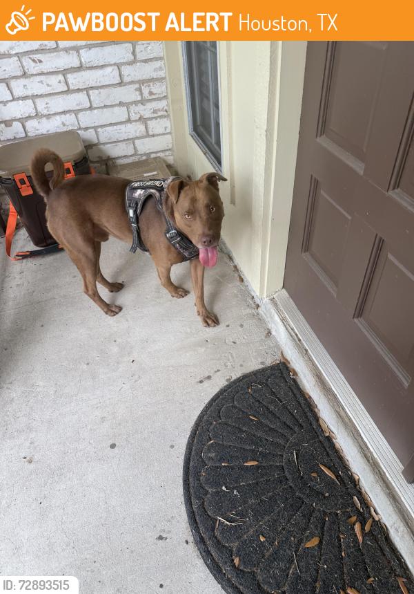 Found/Stray Male Dog last seen Gaelic Ln, Houston, TX 77084