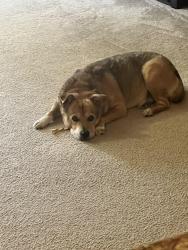 Lost Female Dog last seen Foster St. and Hayes St. , Cedar Hill, TX 75104