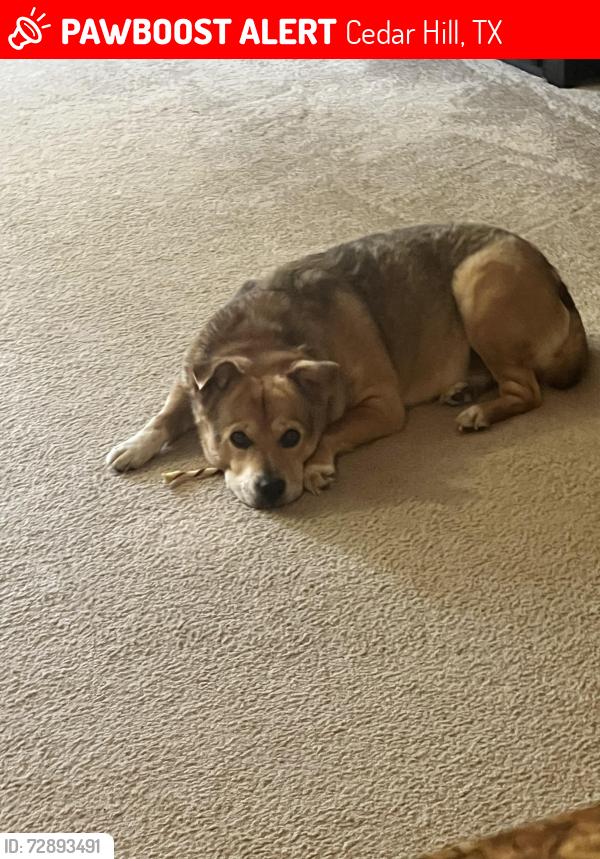 Lost Female Dog last seen Foster St. and Hayes St. , Cedar Hill, TX 75104