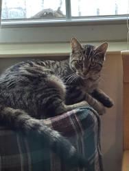 Lost Female Cat last seen  and James st, Holland Township, MI 49424