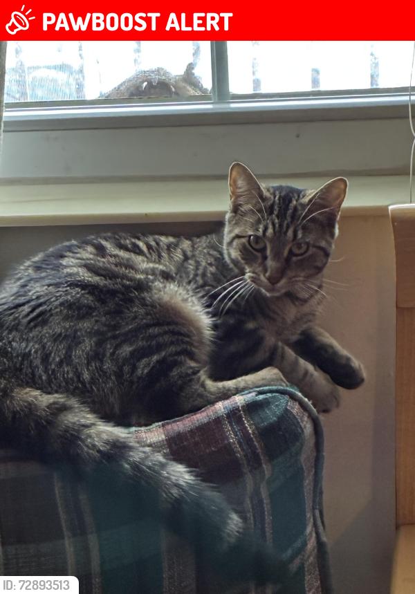 Lost Female Cat last seen and James st, Holland Township, MI 49424