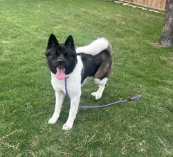 Found/Stray Unknown Dog last seen Beach/North Tarrant, Keller, TX 76244
