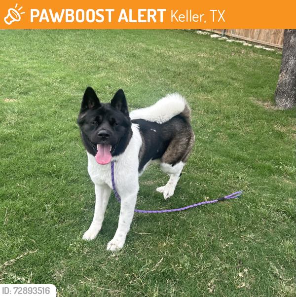 Found/Stray Unknown Dog last seen Beach/North Tarrant, Keller, TX 76244
