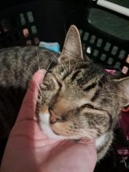 Lost Male Cat last seen Soundneck rd fire department building in Elizabeth City NC 27909, Elizabeth City, NC 27909