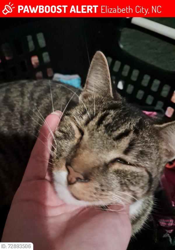 Lost Male Cat last seen Soundneck rd fire department building in Elizabeth City NC 27909, Elizabeth City, NC 27909