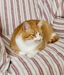 Reunited Male Cat last seen Cates Loop & NC 49 , Pleasant Grove NC, Burlington, NC 27217