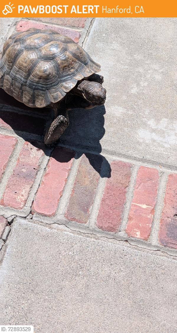 Rehomed Unknown Reptile last seen Douty and solar, Hanford, CA 93230