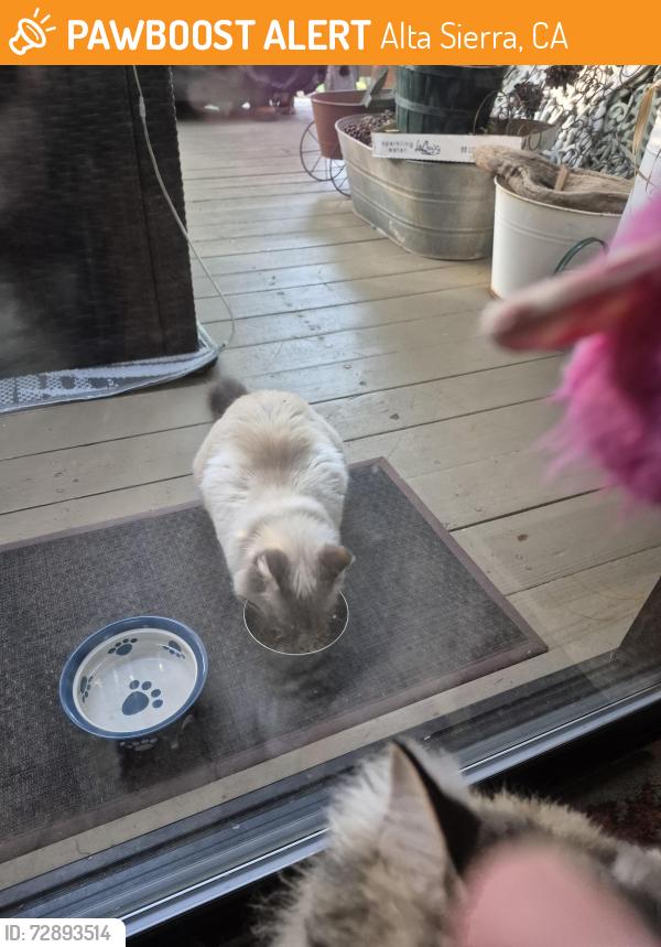 Found/Stray Unknown Cat last seen Gary/ up from the clbh on Carrie, Alta Sierra, CA 95949