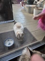 Found/Stray Unknown Cat last seen Gary/ up from the clbh on Carrie, Alta Sierra, CA 95949