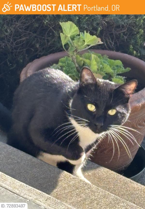 Found/Stray Unknown Cat last seen NE 47th & Stanton, Ptld, 97213, Portland, OR 97213