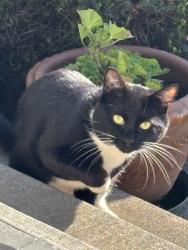 Found/Stray Unknown Cat last seen NE 47th & Stanton, Ptld, 97213, Portland, OR 97213