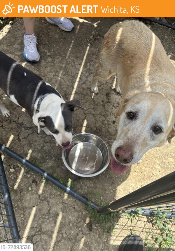 Found/Stray Unknown Dog last seen Webb between harry and rock, Wichita, KS 67202