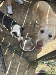 Found/Stray Unknown Dog last seen Webb between harry and rock, Wichita, KS 67202