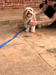 Found/Stray Male Dog last seen Far back of Windsor Oaks/ests near construction of new apmts , Broken Arrow, OK 74011