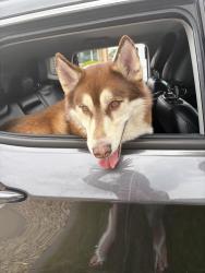 Found/Stray Male Dog last seen near 71st and harlem, car wash , Bridgeview, IL 60455