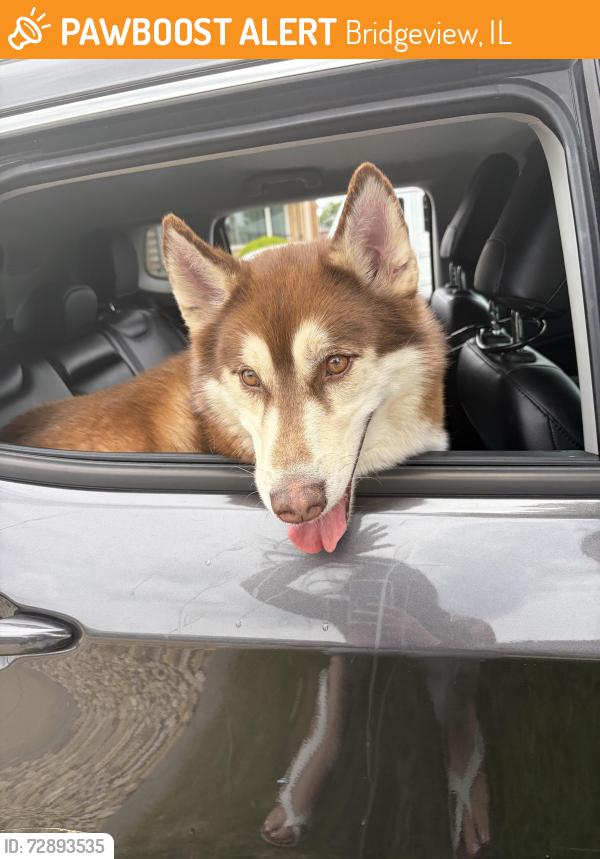 Found/Stray Male Dog last seen near 71st and harlem, car wash , Bridgeview, IL 60455