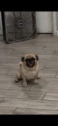 Lost Male Dog last seen Near , Glendale, AZ 85302