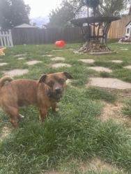 Reunited Male Dog last seen 60th and Routt st , Arvada, CO 80004