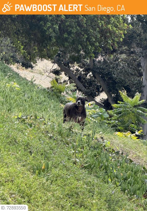 Found/Stray Female Dog last seen Bell Bluff Ave, San Diego, CA 92119