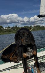 Reunited Female Dog last seen Boat Launch South side of Vancouver Lake, Vancouver, WA 98660