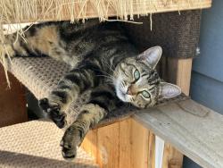 Lost Female Cat last seen Rhodes road, Sedro-Woolley, WA 98284