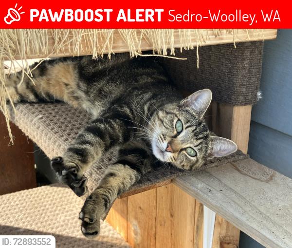 Lost Female Cat last seen Rhodes road, Sedro-Woolley, WA 98284