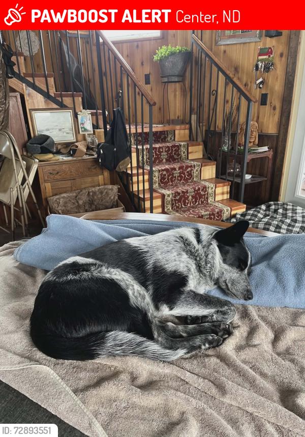 Lost Male Dog last seen Cross Ranch boat ramp, ND, Center, ND 58530