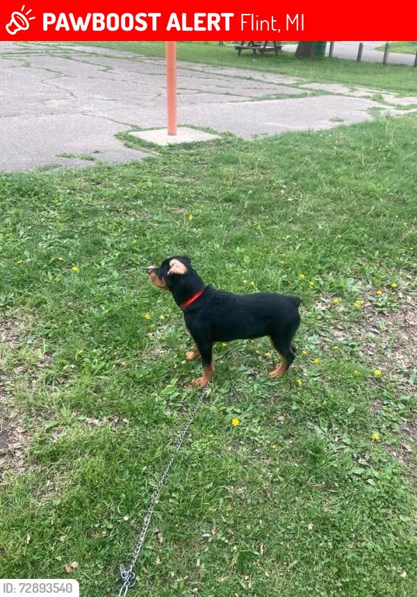 Lost Female Dog last seen Die.\nIro, Flint, MI 48504
