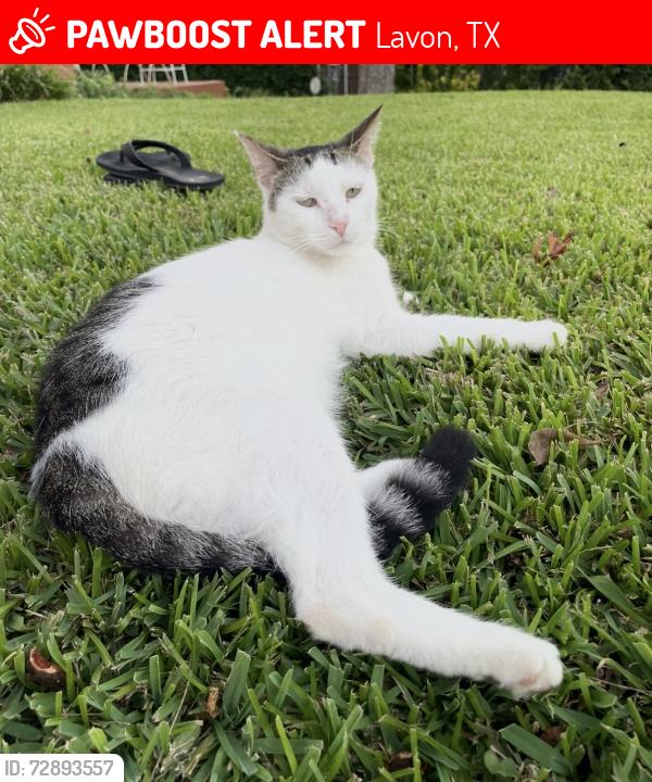 Lost Male Cat last seen Misty Meadow Lane and Main Street, Lavon, TX 75166