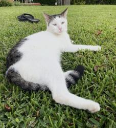 Lost Male Cat last seen Misty Meadow Lane and Main Street, Lavon, TX 75166