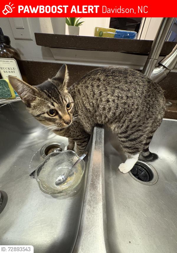 Lost Female Cat last seen Wastmoreland farm rd& concourd, Davidson, NC 28036