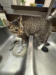 Lost Female Cat last seen Wastmoreland farm rd& concourd, Davidson, NC 28036