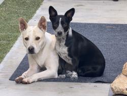 Found/Stray Female Dog last seen Jefferson and Ave 48, Indio, CA 92203