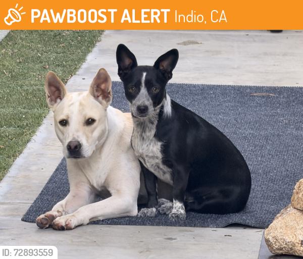 Found/Stray Female Dog last seen Jefferson and Ave 48, Indio, CA 92203