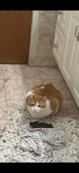 Lost Female Cat last seen By crystal street , Chicago, IL 60651
