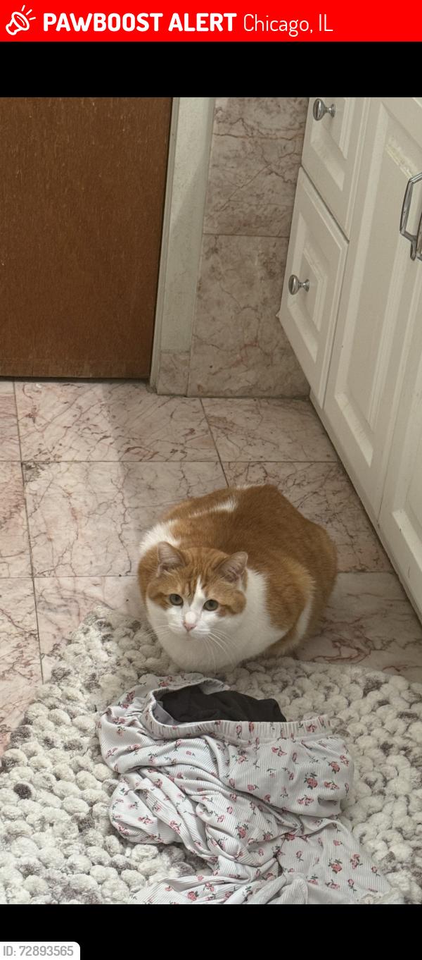 Lost Female Cat last seen By crystal street , Chicago, IL 60651