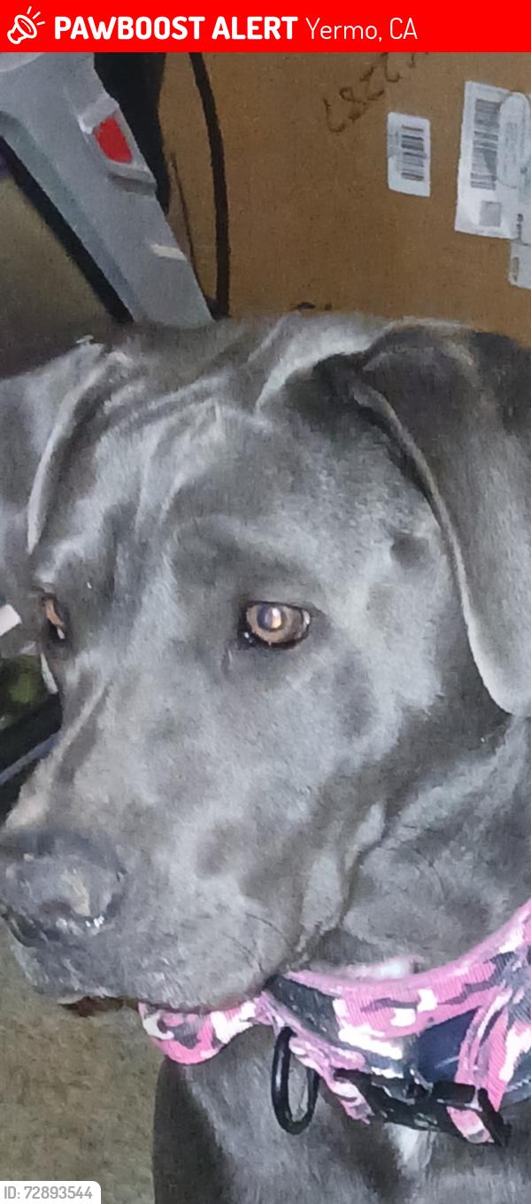 Lost Female Dog last seen , near Eddie World , Yermo, CA 92398