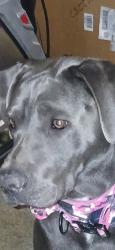 Lost Female Dog last seen , near Eddie World , Yermo, CA 92398