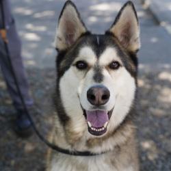 Shelter Stray Male Dog last seen C ST & 21ST ST, Sacramento, CA 95818