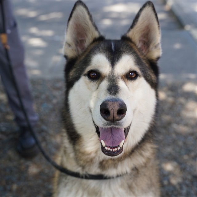 Shelter Stray Male Dog last seen C ST & 21ST ST, Sacramento, CA 95818