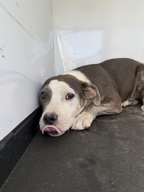 Shelter Stray Male Dog last seen Near BLK MARCH VIOLETS AV BAKERSFIELD,CA, Bakersfield, CA 93307