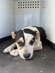 Shelter Stray Female Dog last seen Near BLK MARCH VIOLETS AV BAKERSFIELD,CA, Bakersfield, CA 93307