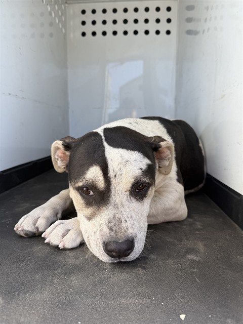 Shelter Stray Female Dog last seen Near BLK MARCH VIOLETS AV BAKERSFIELD,CA, Bakersfield, CA 93307