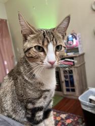 Reunited Female Cat last seen Tortilla flts shopping center, Rio Vista, CA 94571