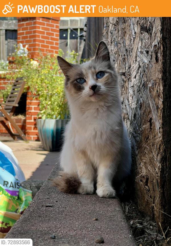 Found/Stray Unknown Cat last seen Eastman & Penniman , Oakland, CA 94619