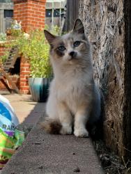 Found/Stray Unknown Cat last seen Eastman & Penniman , Oakland, CA 94619