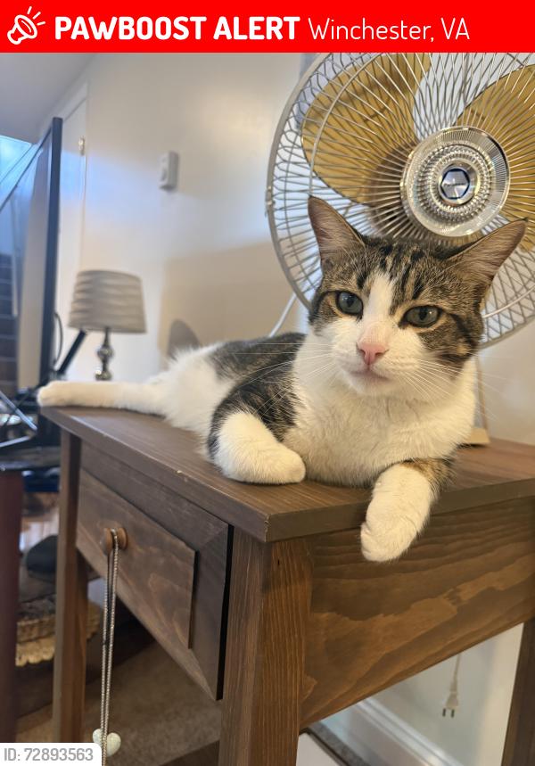 Lost Male Cat last seen South Loudoun St and Quarles Elementary School , Winchester, VA 22601