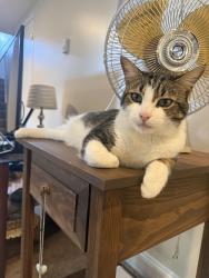 Lost Male Cat last seen South Loudoun St and Quarles Elementary School , Winchester, VA 22601