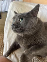 Lost Male Cat last seen Houses on Alessandro Trail , Vista, CA 92084