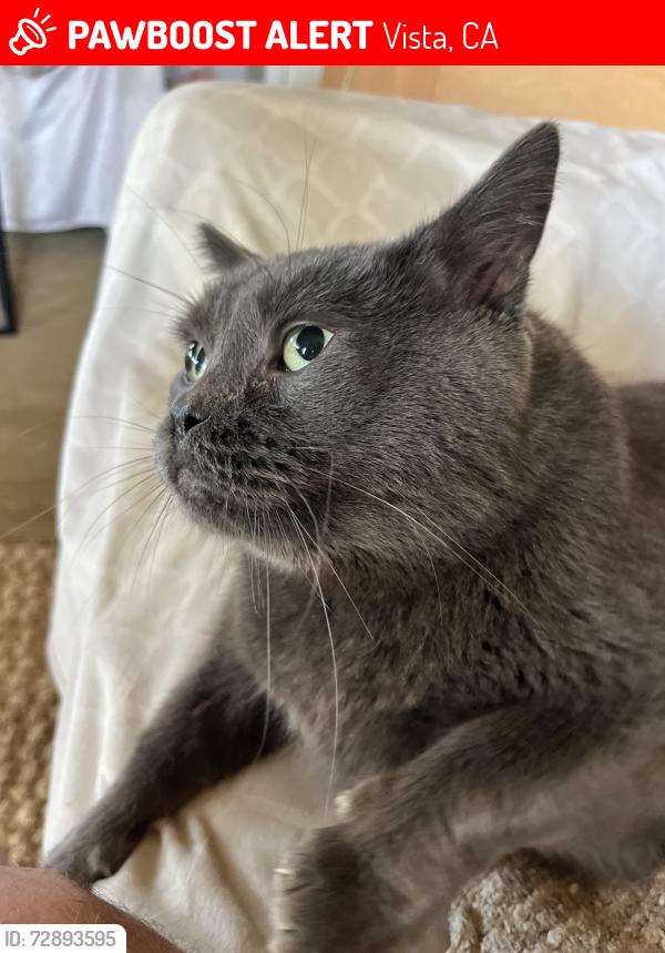 Lost Male Cat last seen Houses on Alessandro Trail , Vista, CA 92084